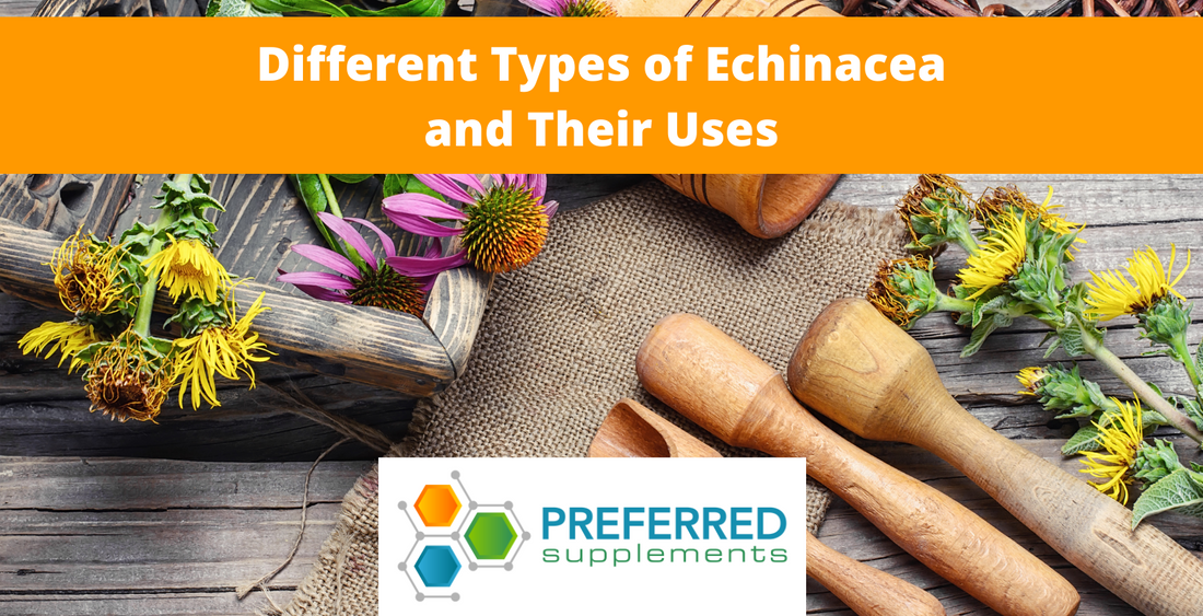 Different Types of Echinacea and Their Uses